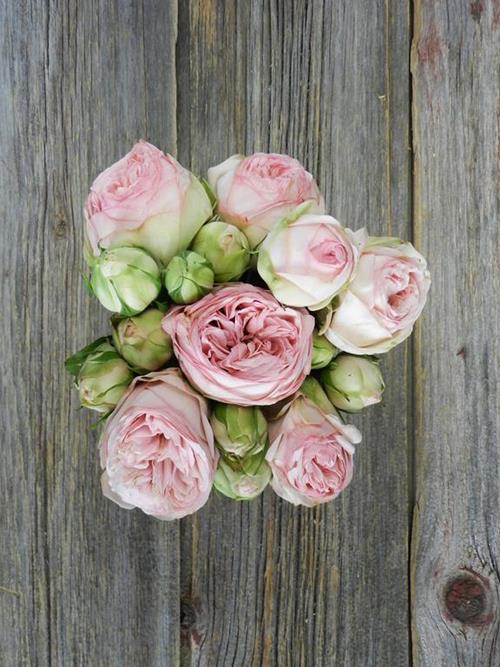 BRIDAL PIANO  LIGHT PINK GARDEN ROSES